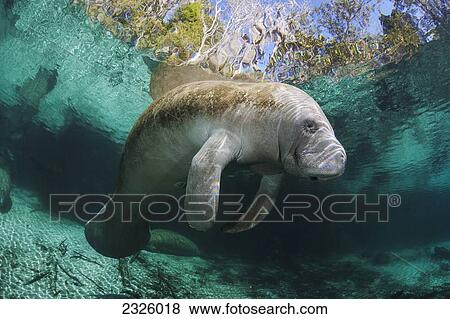 Stock Photo - Florida, Crystal River, Endangered Florida Manatee (Trichechus Manatus Latirostris) At Three Sisters Spring.. Fotosearch