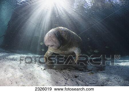 Stock Photo - Florida, Crystal River, Endangered Florida Manatee (Trichechus Manatus Latirostris) At Three Sisters Spring.. Fotosearch