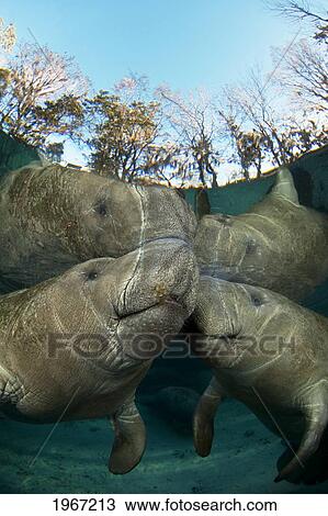 Florida, Crystal River, Two Endangered Florida Manatees (Trichechus Manatus Latirostris). View Large Photo Image Stock Image - Florida, Crystal River, Two Endangered Florida Manatees (Trichechus Manatus Latirostris).. Fotosearch