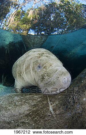 Stock Image - Florida, Crystal River, Young Endangered Florida Manatee (Trichechus Manatus Latirostris) Peers Over Mother's Back.. Fotosearch
