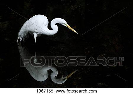 Florida, Everglades, Great Egret (Egretta Alba) Hunting In Shallow Water. View Large Photo Image Stock Photography - Florida, Everglades, Great Egret (Egretta Alba) Hunting In Shallow Water.. Fotosearch