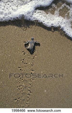 Stock Photograph - Florida, Juno Beach, Green Sea Turtle Hatchling At Shore Break Water B1925. Fotosearch