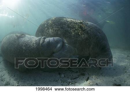 Florida, West Indian Manatee (Trichechus Manatus) Mom And Baby Underwater View Large Photo Image Picture - Florida, West Indian Manatee (Trichechus Manatus) Mom And Baby Underwater. Fotosearch