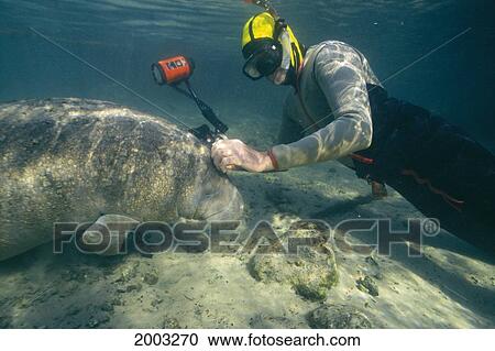 Florida, West Indian Manatee (Trichechus Manatus) With Underwater Photographer View Large Photo Image Stock Image - Florida, West Indian Manatee (Trichechus Manatus) With Underwater Photographer. Fotosearch