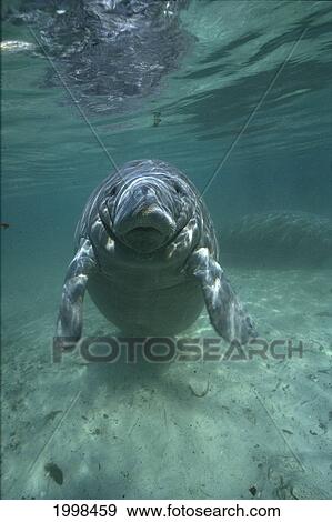 Stock Photo - Florida, West Indian Manatee (Trichechus Manatus) Looking In Camera, Clear Water B1974. Fotosearch