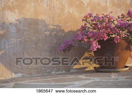 Stock Photo - Flower Arrangement, Manda Bay Resort, Lamu Archipelago, Kenya, Africa. Fotosearch