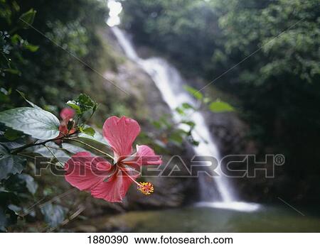 Stock Image - Flower At Savu Na Mate Laya Waterfall. Fotosearch