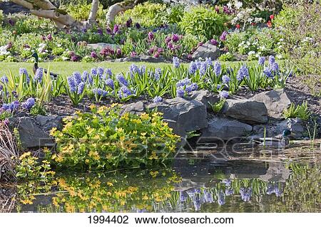 Flower Beds By A Pond In Queen Elizabeth Park, Vancouver, British Columbia, Canada View Large Photo Image Stock Image - Flower Beds By A Pond In Queen Elizabeth Park, Vancouver, British Columbia, Canada. Fotosearch