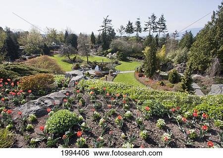 Flower Beds In Queen Elizabeth Park, Vancouver, British Columbia, Canada View Large Photo Image Stock Photograph - Flower Beds In Queen Elizabeth Park, Vancouver, British Columbia, Canada. Fotosearch