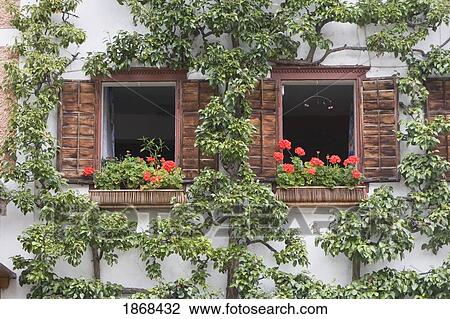 Stock Image - Flower Box On Window Ledge; Hallstatt, Salzkammergut, Austria. Fotosearch