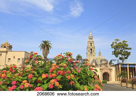 Stock Photograph - Flowering Bushes And Buildings At The Museum Of Man With The California Bell Tower At Balboa Park; San Diego California United States Of America. Fotosearch