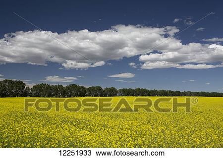 Flowering canola field lined by a row of trees in the background with blue sky and clouds; Alberta, Canada View Large Photo Image Stock Image - Flowering canola field lined by a row of trees in the background with blue sky and clouds; Alberta, Canada. Fotosearch