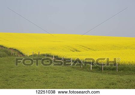 Stock Photo - Flowering canola field on a rolling hill, with barbed fence, green field and blue sky; Alberta, Canada. Fotosearch
