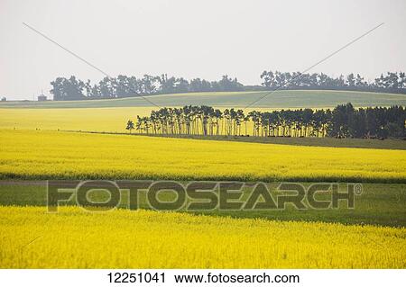 Flowering canola field with green fields and trees; Alberta, Canada View Large Photo Image Stock Image - Flowering canola field with green fields and trees; Alberta, Canada. Fotosearch