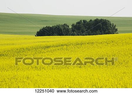 Stock Image - Flowering canola field with small section of trees and green field in background; Alberta, Canada. Fotosearch