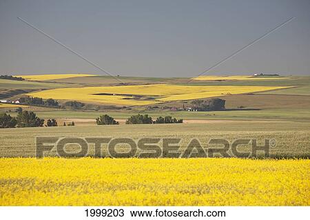 Stock Image - Flowering Canola Fields Mixed With Green Wheat Fields And Rolling Hills In The Background With Blue Sky; Mosleigh Alberta Canada. Fotosearch