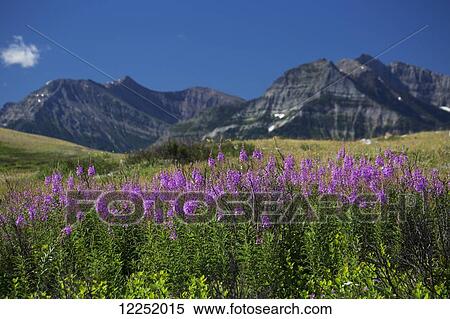Flowering fireweed (Chamerion angustifolium) on a hillside field and mountain range in the background with blue sky; Waterton, Alberta, Canada View Large Photo Image Stock Photography - Flowering fireweed (Chamerion angustifolium) on a hillside field and mountain range in the background with blue sky; Waterton, Alberta, Canada. Fotosearch