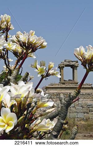 Stock Image - Flowering Frangipani Tree With Temple In The Background At Hampi, Karnataka, India. Fotosearch