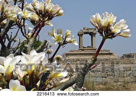 Flowering Frangipani Tree With Temple In The Background At Hampi, Karnataka, India View Large Photo Image Stock Image - Flowering Frangipani Tree With Temple In The Background At Hampi, Karnataka, India. Fotosearch