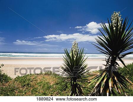 Picture - Flowering Palms Beside Beach. Fotosearch