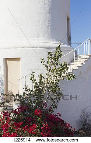Flowering plant at the base of the steps leading up the white lighthouse; Paphos, Cyprus View Large Photo Image Stock Image - Flowering plant at the base of the steps leading up the white lighthouse; Paphos, Cyprus. Fotosearch