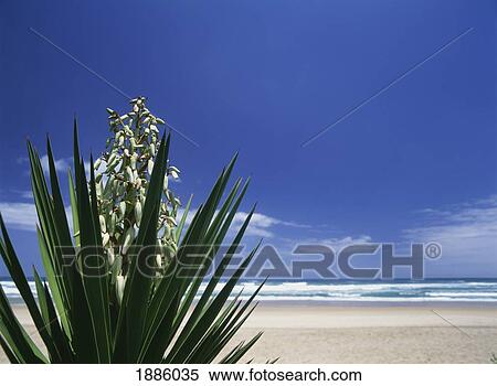 Stock Photography - Flowering Plant Beside The Beach In The Town Of Wilderness On The Garden Route. Fotosearch