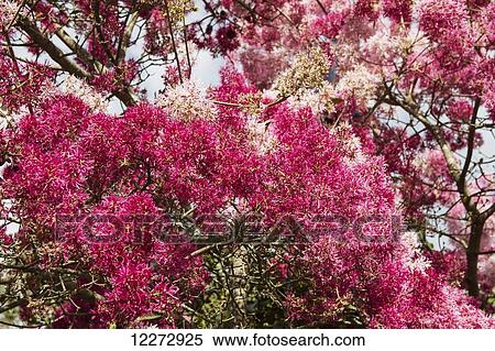 Stock Photography - Flowering tree, Quito, Pichincha, Ecuador. Fotosearch