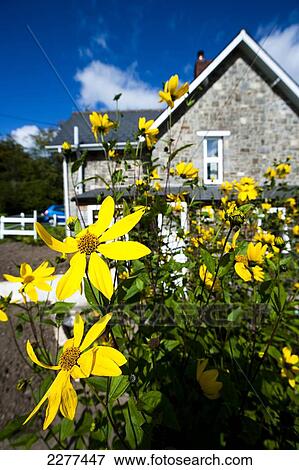 Stock Photo - Flowers and gardening at a country cottage; Devon, England. Fotosearch