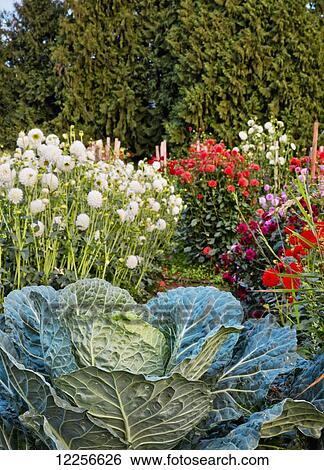 Flowers and vegetables growing at One Love organic farm; Abbotsford, British Columbia, Canada View Large Photo Image Stock Photograph - Flowers and vegetables growing at One Love organic farm; Abbotsford, British Columbia, Canada. Fotosearch