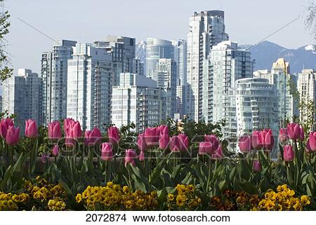 Flowers And View Of Downtown From Choklit Park, Vancouver, British Columbia View Large Photo Image Picture - Flowers And View Of Downtown From Choklit Park, Vancouver, British Columbia. Fotosearch