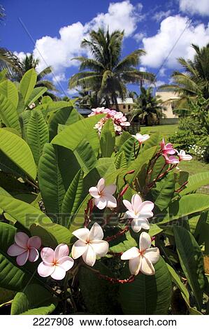 Stock Photo - Flowers Are Every Where On The Paradise Island Of Rarotonga, Cook Islands.Copyright Michelle Dry / Axiom. Fotosearch