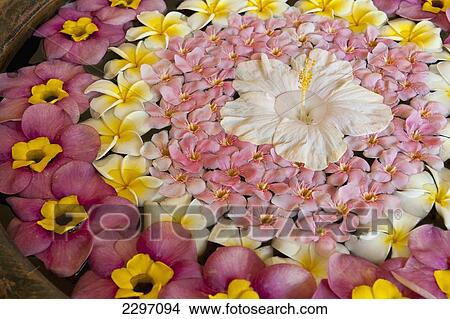Flowers arranged in bowl of water in the Hibiscus Spa of the Dona Sylvia Hotel, Goa, India. View Large Photo Image Picture - Flowers arranged in bowl of water in the Hibiscus Spa of the Dona Sylvia Hotel, Goa, India.. Fotosearch
