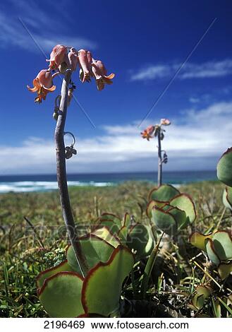 Flowers Beside The Sea Near Sedgefield On The Garden Route, South Africa. View Large Photo Image Stock Photo - Flowers Beside The Sea Near Sedgefield On The Garden Route, South Africa.. Fotosearch