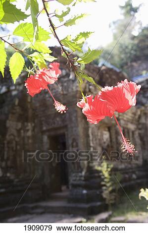 Flowers By Ruins Of Wat Phu Champasa, Savannakhet Province, Southern Laos View Large Photo Image Stock Photo - Flowers By Ruins Of Wat Phu Champasa, Savannakhet Province, Southern Laos. Fotosearch
