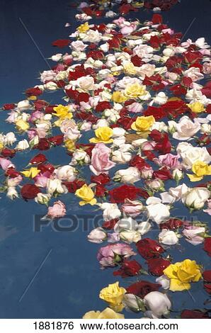 Flowers Floating In Water During Semana Santa View Large Photo Image Stock Photograph - Flowers Floating In Water During Semana Santa. Fotosearch
