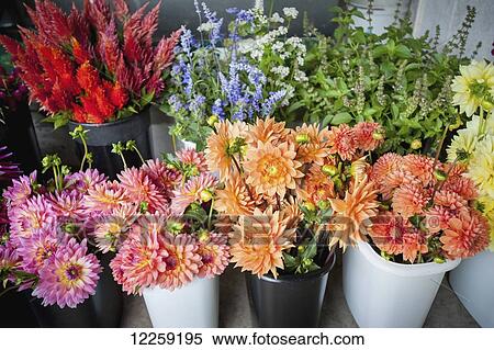 Stock Photography - Flowers for sale at a flower farm; Fallston, Maryland, United States of America. Fotosearch