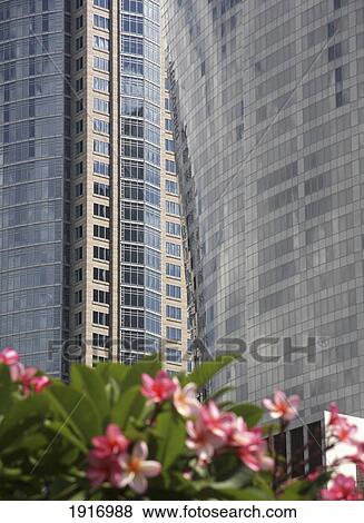 Stock Photo - Flowers In Botanical Gardens With Skyscrapers In Background. Fotosearch