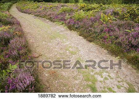 Flowers Lining Footpath, Close Up View Large Photo Image Stock Image - Flowers Lining Footpath, Close Up. Fotosearch