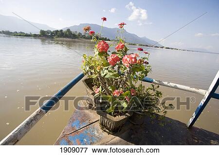 Flowers On Front Of Ferry On Mekong River, Laos View Large Photo Image Stock Photo - Flowers On Front Of Ferry On Mekong River, Laos. Fotosearch