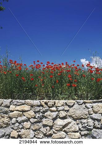 Flowers, Provence, France. View Large Photo Image Picture - Flowers, Provence, France.. Fotosearch