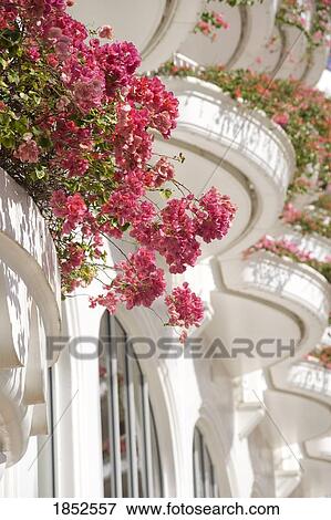 Stock Photo - Flowers; Wailea, Hawaii, Usa. Fotosearch