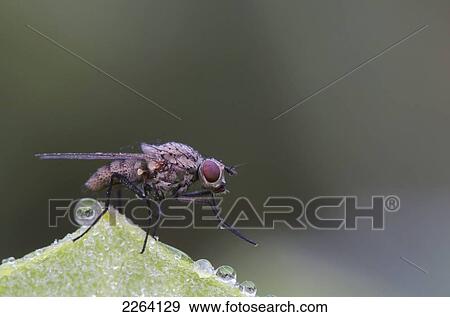 Stock Photo - Fly Covered With Dew; Les Cedres Quebec Canada. Fotosearch