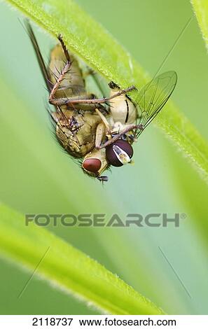 Stock Photo - Fly Eating A Hoverfly; Vaudreuil Quebec Canada. Fotosearch