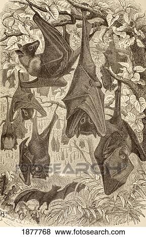 Stock Photo - Flying Foxes Also Known As Fruit Bats. From La Vida De Los Animales Published Spain Circa 1885.. Fotosearch