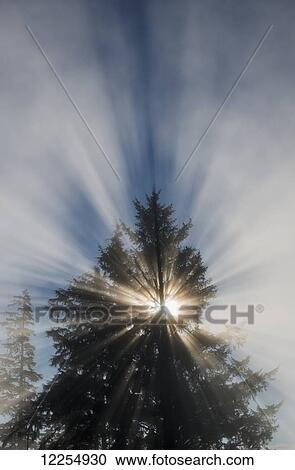 Stock Image - Fog and sunlight make a sunburst in a tree; Astoria, Oregon, United States of America. Fotosearch