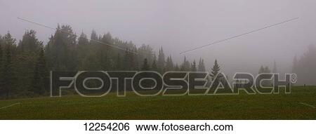 Stock Photograph - Fog covering the trees at the edge of a field; Waterloo, Quebec, Canada. Fotosearch