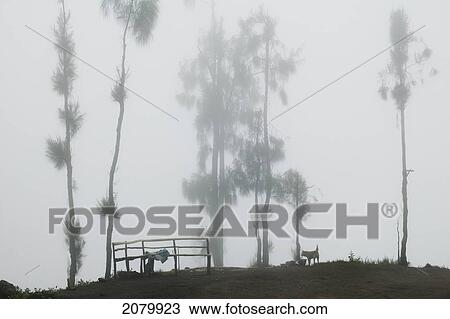 Stock Image - Fog Covering Trees On A Hill; Cemoro Lawang Java Indonesia. Fotosearch