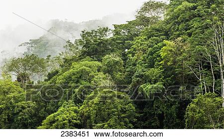 Stock Image - Fog in a tropical rainforest canopy; Dos Brazos del Rio Tigre, Costa Rica. Fotosearch