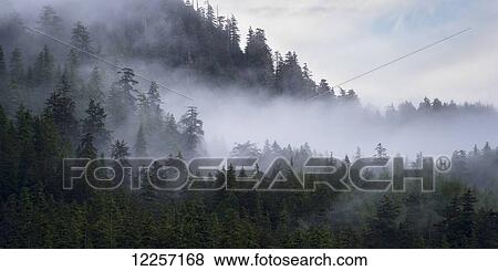 Stock Photo - Fog settled in the forest on a mountainside; Skeena-Queen Charlotte, British Columbia, Canada. Fotosearch