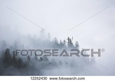 Stock Image - Fog shrouded trees along the British Columbia coastline near Prince Rupert; British Columbia, Canada. Fotosearch